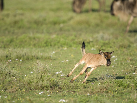 Wildebeest Baby