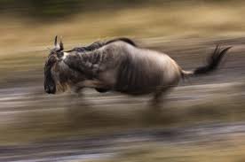 Wildebeest